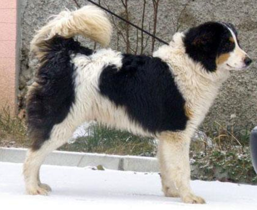 Bosnian-Herzegovinian and Croatian Shepherd Dog